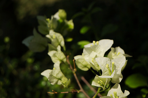 포토 JPG 해외이미지 나무 식물 꽃 분홍색 백그라운드 잎 꽃무늬 자연 사람없음 장식 초록색 여름 컬러풀 정원 보라색 봄 벚꽃 흰색 개화 해외202004 해외포토 계절 컬러 무늬 생태계 파일형식 이미지허브