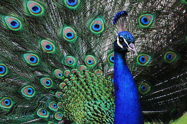 포토 JPG 해외이미지 동물 남자 백그라운드 패턴 오렌지 자연 조류 동물원 사람없음 초록색 파란색 컬러풀 페인트 황금 우아함 공작 깃털 묘사 질감 솜털 해외202004 해외포토 컬러 컨셉 무늬 과일 사람 생태계 파일형식 이미지허브