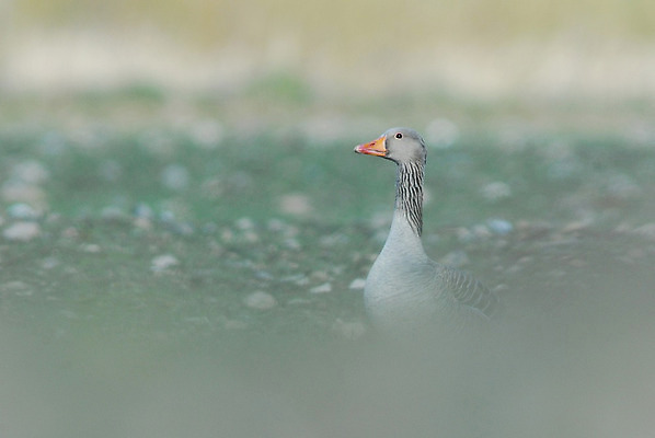 포토 JPG 해외이미지 겨울 밭 오렌지 사람없음 초록색 회색 손목시계 부리 공포 거위 해외202004 해외포토 계절 시계 컬러 농업 과일 장신구 조류 파일형식 이미지허브