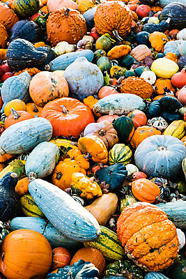 포토 JPG 해외이미지 계절 음식 줄기 백그라운드 밭 농업 채소 오렌지 과일 자연 호박 건강 종류 사람없음 야외 장식 초록색 컬러풀 농장 노란색 정원 할로윈 수확 가을 흰색 신선 그룹 선택 수집 유기농 원예 날것 모음 추수감사절 스쿼시 10월 내추럴 잭오랜턴 채식주의자 해외202004 해외포토 식물 웰빙 산업 기독교 스포츠 컬러 컨셉 취미 한글 구기 날짜 생태계 채식 파일형식 이미지허브