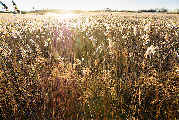 포토 JPG 해외이미지 나무 식물 구름 꽃 호수 백그라운드 잎 겨울 패턴 밭 자연 벽지 하늘 바람 건조 갈대 풍경 사람없음 야외 초록색 물 여름 빛 태양 갈색 노란색 환경 어둠 일몰 봄 가을 황금 강가 그늘 묘사 질감 솜털 내추럴 무료 해외202004 해외포토 자연요소 계절 컬러 무늬 농업 날씨 강 노을 생태계 파일형식 이미지허브