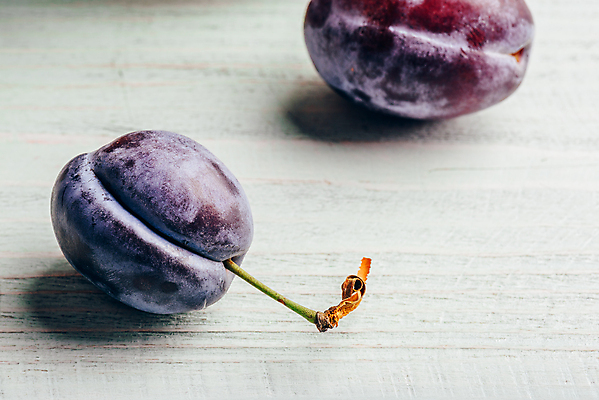 포토 JPG 해외이미지 실내 근접촬영 사람없음 서양자두 나무배경 해외202004 해외포토 뷰포인트 백그라운드 내부 파일형식 이미지허브