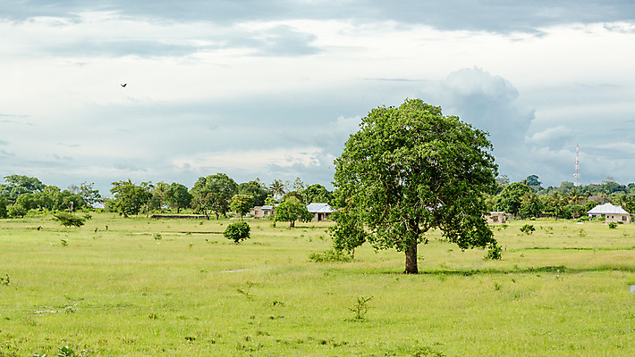 포토 JPG 해외이미지 나무 식물 서기 풍경 사람없음 초록색 태양 침묵 큼 장면 해외202004 해외포토 자연요소 컬러 모션 소리 크기 파일형식 이미지허브