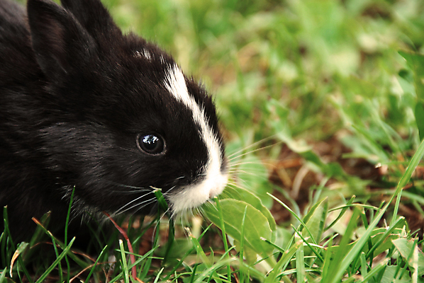 포토 JPG 해외이미지 주간 한마리 잔디 사람없음 야외 토끼 먹기 더치토끼 해외포토 자연요소 식물 1 포유류 모션 반려동물 파일형식 이미지허브