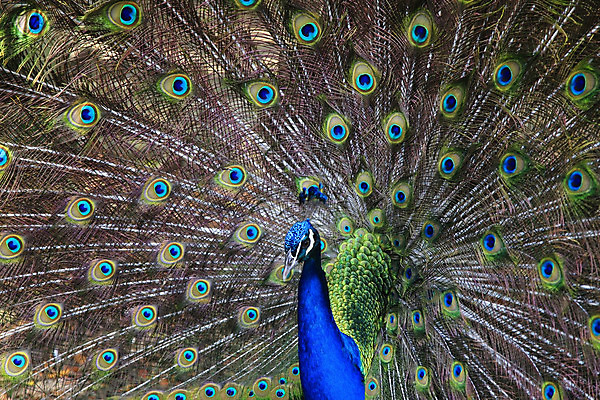 포토 JPG 해외이미지 동물 남자 야생동물 백그라운드 패턴 자연 조류 사람없음 초록색 파란색 컬러풀 머리 활발 우아함 공작 깃털 꼬리 목 터키석 해외202004 해외포토 컬러 컨셉 무늬 사람 신체부위 보석 생태계 파일형식 이미지허브