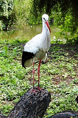 포토 JPG 해외이미지 동물 호수 날개 조류 병아리 서기 사람없음 빨간색 초록색 여름 검은색 봄 가을 흰색 심볼 혼자 황새 해외202004 해외포토 계절 컬러 모션 파일형식 이미지허브