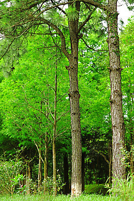 포토 JPG 해외이미지 나무 잎 오렌지 자연 이끼 풍경 사람없음 야외 빨간색 초록색 빛 햇빛 태양 안개 광선 가을 나뭇가지 숲 신비 암초 마법 다트무어 해외202004 해외포토 자연요소 식물 계절 컬러 컨셉 과일 날씨 생태계 파일형식 이미지허브
