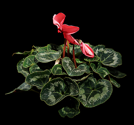 포토 JPG 해외이미지 식물 계절 꽃잎 화분 화초 분홍색 꽃무늬 선물 사람없음 장식 초록색 빛 맑음 보라색 침묵 장비 작음 원예 해외202004 해외포토 꽃 컬러 무늬 날씨 취미 소리 크기 파일형식 이미지허브