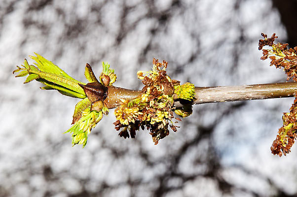 포토 JPG 해외이미지 나무 식물 계절 공원 꽃 단풍 잎 꽃무늬 자연 날씨 사람없음 야외 초록색 물 컬러풀 갈색 노란색 정원 봄 젖음 성장 물방울 나뭇가지 신선 개화 떨어짐 내추럴 해외202004 해외포토 자연요소 공공시설 컬러 컨셉 무늬 생태계 파일형식 이미지허브
