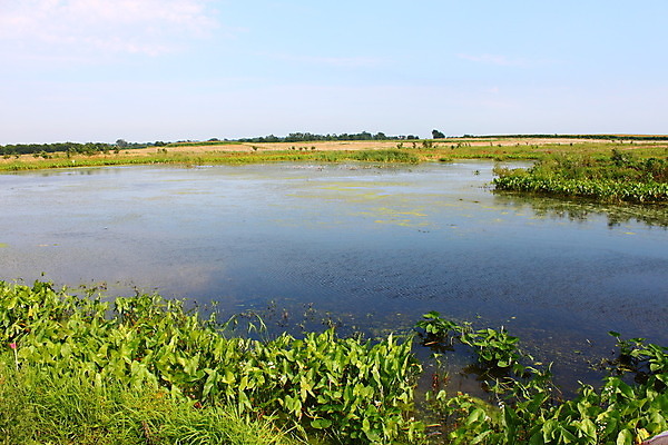 포토 JPG 해외이미지 식물 자연 풍경 사람없음 야외 물 환경 침묵 젖음 연못 습지 땅 서식지 내추럴 생태학 해외202004 해외포토 자연요소 교육 소리 생태계 파일형식 이미지허브