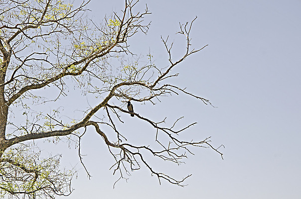포토 JPG 해외이미지 나무 식물 구름 잎 자연 하늘 사람없음 목재 장식 초록색 파란색 봄 성장 덮개 싱글 생태학 해외202004 해외포토 자연요소 계절 교육 컬러 재료 뚜껑 생태계 파일형식 이미지허브