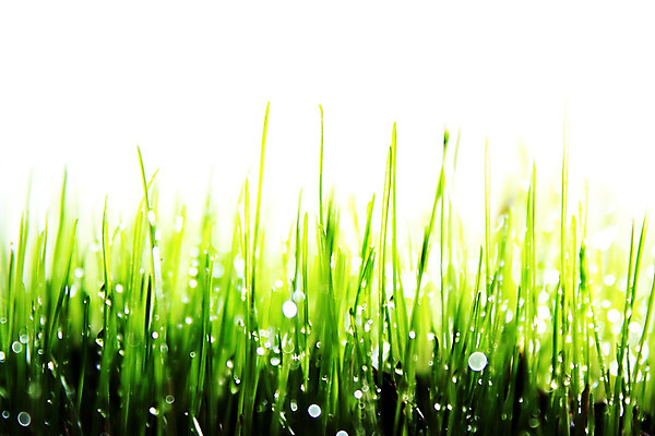 포토 JPG 해외이미지 식물 계절 백그라운드 잎 밭 농업 자연 벽지 하늘 아침 건강 풍경 잔디 사람없음 초록색 물 여름 농작물 농장 우주 환경 정원 봄 젖음 성장 흰색 물방울 시골 신선 칼날 떨어짐 이슬 땅 시리얼 밀 허브 흰배경 유기농 장면 부드러움 내추럴 고립 호밀 해외202004 해외포토 주간 자연요소 웰빙 산업 음식 컬러 컨셉 곡류 감각 생태계 파일형식 이미지허브