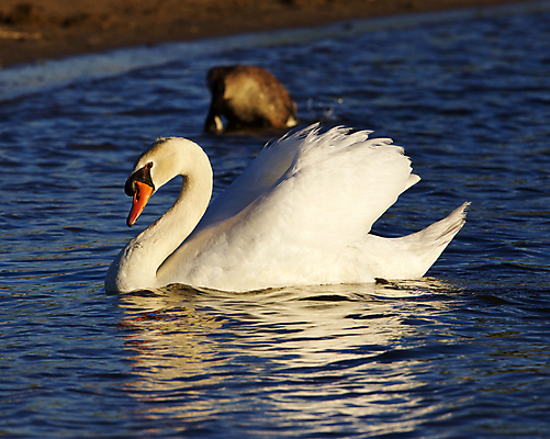포토 JPG 해외이미지 주간 호수 두마리 사람없음 야외 백조 해외202004 해외포토 자연요소 2 조류 파일형식 이미지허브