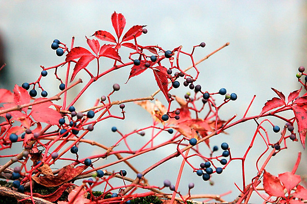 포토 JPG 해외이미지 나무 식물 디자인 계절 공원 백그라운드 단풍 잎 캐나다 패턴 오렌지 자연 풍경 사람없음 야외 빨간색 빛 컬러풀 햇빛 갈색 노란색 활발 가을 나뭇가지 변화 황금 숲 질감 해외202004 해외포토 공공시설 컬러 컨셉 북아메리카 무늬 과일 태양 생태계 파일형식 이미지허브