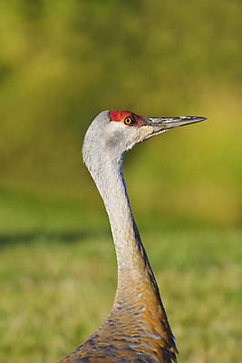 포토 JPG 해외이미지 오렌지 자연 조류 왕관 사람없음 야외 빨간색 세로 초록색 노란색 머리 큼 깃털 기중기 부리 목 진홍색 알래스카 내추럴 카피스페이스 해외202004 해외포토 동물 컬러 과일 신체부위 미국 공백 중장비 크기 생태계 파일형식 이미지허브