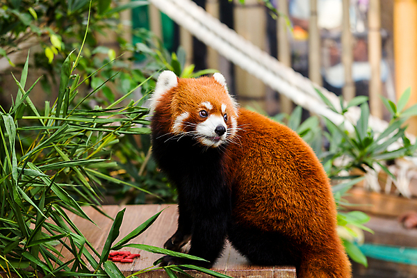 포토 JPG 해외이미지 주간 한마리 잎 사람없음 야외 아웃포커스 귀여움 레서판다 해외202004 해외포토 자연요소 식물 1 컨셉 포유류 촬영기법 파일형식 이미지허브