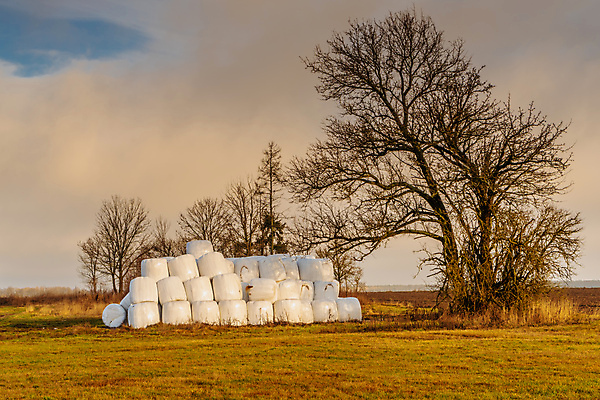 포토 JPG 해외이미지 주간 나무 농업 풍경 사람없음 야외 농경지 쌓기 덮개 시골 볏짚 뭉치 해외202004 곤포사일리지 해외포토 자연요소 식물 산업 모션 농장 뚜껑 짚 파일형식 이미지허브