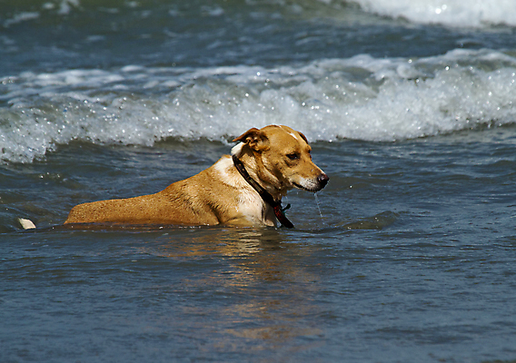 포토 JPG 해외이미지 모래 파도 바다 여행 휴가 사람없음 노란색 개 시원함 대서양 송곳니 해외202004 해외포토 컬러 포유류 치아 파일형식 이미지허브