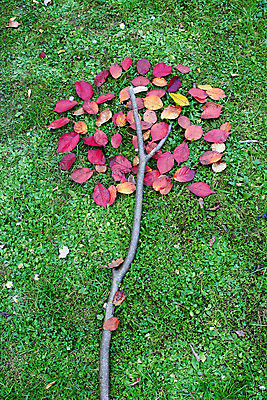 포토 JPG 해외이미지 나무 계절 공원 길 백그라운드 잎 오렌지 일러스트 자연 미술 사람없음 야외 목재 빨간색 초록색 노란색 가을 나뭇가지 변화 떨어짐 숲 11월 10월 내추럴 생태학 엘리먼트 정물화 그리너리 해외202004 해외포토 식물 공공시설 교육 컬러 컨셉 과일 재료 문화예술 날짜 그림 생태계 파일형식 트랜드컬러 이미지허브