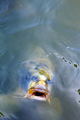 포토 JPG 해외이미지 동물 계절 호수 얼굴 야생동물 음식 스포츠 바다 다이어트 재료 자연 낚시 휴가 건강 육류 어류 취미 사람없음 물 여름 강 머리 수중 수영 표현 신선 잡기 오픈 입 맛 큼 해산물 다이빙 날것 육식동물 잉어 고립 베이스 생태학 해외202004 해외포토 자연요소 교육 컨셉 식재료 모션 현악기 레저 신체부위 수중동물 수상스포츠 크기 생태계 수중스포츠 파일형식 이미지허브