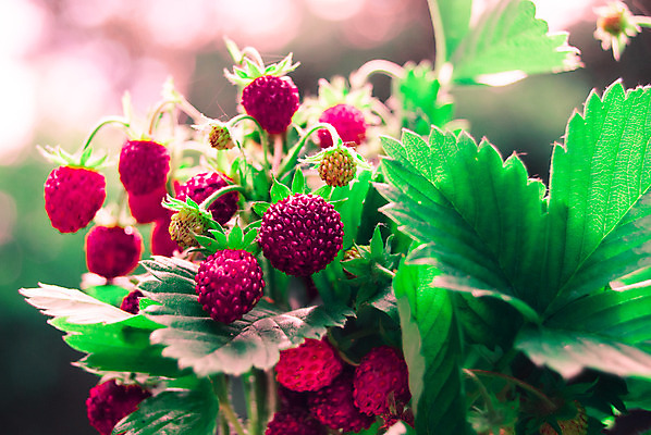 포토 JPG 해외이미지 식물 계절 열매 유럽 음식 꽃다발 백그라운드 잎 꽃무늬 다이어트 과일 재료 자연 딸기 디저트 건강 사람없음 목재 빨간색 초록색 여름 식사 모임 수확 성장 신선 달콤 맛 숲 먹기 유기농 날것 내추럴 삼림지대 숙성 해외202004 해외포토 나무 웰빙 꽃 나라 컬러 컨셉 무늬 농업 모션 생태계 파일형식 이미지허브