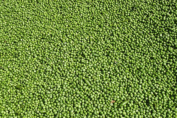 포토 JPG 해외이미지 식물 라이프스타일 음식 농업 채소 프레임 건강 사람없음 가로 초록색 신선 먹기 가득함 유기농 완두콩 슛 해외202004 해외포토 웰빙 산업 컬러 모션 콩 생활 파일형식 이미지허브