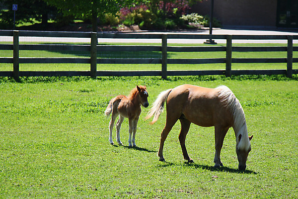 포토 JPG 해외이미지 밭 포유류 자연 하늘 사람없음 야외 초록색 파란색 머리 검은색 미니어처 시골 방목 꼬리 갈기 당나귀 망아지 고립 굴레 미니 해외202004 해외포토 동물 새끼 컬러 농업 신체부위 모형 말_동물 축산업 생태계 파일형식 이미지허브