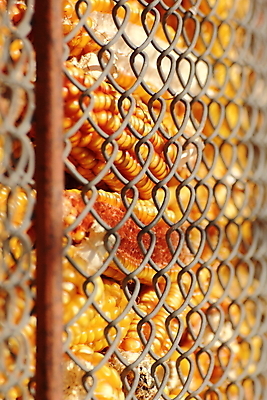 포토 JPG 해외이미지 식물 산업 음식 농업 채소 자연 건강 옥수수 사람없음 초록색 여름 농장 농경지 노란색 금속 수확 껍질 신선 황금 달콤 낟알 컨테이너 시리얼 유기농 알맹이 날것 팝콘 철사 수납 내추럴 밭일 사일로 채식주의자 해외202004 해외포토 웰빙 계절 컬러 재질 곡류 맛 생태계 채식 파일형식 이미지허브