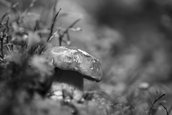 포토 JPG 해외이미지 식물 음식 줄기 잎 2 채소 오렌지 과일 자연 탁자 스웨덴 사람없음 목재 초록색 갈색 버섯 이탈리아 가을 흰색 G 숲 왕 내추럴 고립 곰팡이 그물버섯 번 식용 캡모자 페니 해외202004 해외포토 나무 모자_잡화 알파벳 계절 유럽 빵 컬러 가구 재료 북유럽 동전 생태계 파일형식 이미지허브