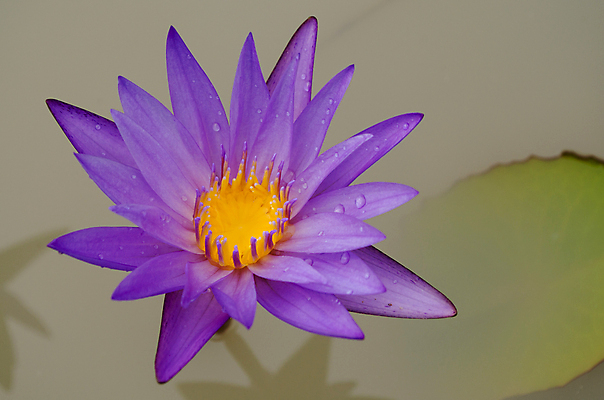 포토 JPG 해외이미지 식물 꽃잎 꽃 분홍색 잎 꽃무늬 자연 사람없음 초록색 여름 컬러풀 봄 벚꽃 내추럴 해외202004 해외포토 계절 컬러 무늬 생태계 파일형식 이미지허브