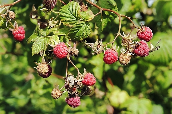 포토 JPG 해외이미지 열매 잎 과일 자연 하늘 날씨 사람없음 빨간색 초록색 여름 파란색 노란색 원형 그룹 맛 숲 수집 즐거움 산딸기 모기 생태학 해외202004 해외포토 도형 식물 계절 교육 감정 컬러 컨셉 해충 생태계 파일형식 이미지허브