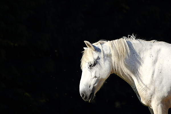 포토 JPG 해외이미지 동물 남자 포유류 자연 사람없음 빛 농장 힘 흰색 만 승마 귀 갈기 달리기선수 해외202004 해외포토 스포츠 컬러 농업 사람 신체부위 생태계 육상선수 파일형식 이미지허브