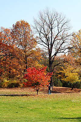 포토 JPG 해외이미지 나무 계절 잎 오렌지 자연 풍경 사람없음 목재 빨간색 초록색 가을 사진사 10월 옛날 해외202004 해외포토 식물 컬러 과일 재료 날짜 작가 생태계 파일형식 이미지허브