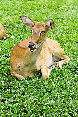 포토 JPG 해외이미지 동물 계절 공원 야생동물 2 자연 사슴 산 털 뿔 동물원 서기 사람없음 야외 초록색 농장 갈색 달러 봄 황무지 숲 큼 사냥꾼 순록 엘크 해외202004 해외포토 직업 공공시설 컬러 돈 농업 포유류 모션 크기 생태계 파일형식 이미지허브