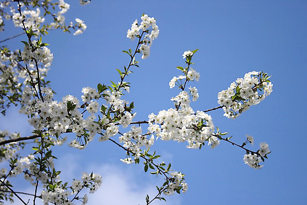 포토 JPG 해외이미지 나무 식물 계절 꽃잎 꽃 백그라운드 자연 하늘 사람없음 초록색 파란색 머리 정원 봄 성장 벚꽃 흰색 나뭇가지 체리 사과 4월 아로마 꽃수술 해외202004 해외포토 컬러 과일 신체부위 날짜 생태계 파일형식 이미지허브