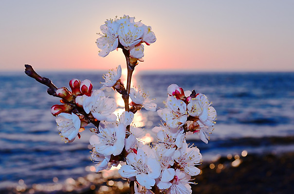 포토 JPG 해외이미지 나무 식물 계절 공원 꽃 바다 분홍색 백그라운드 꽃무늬 자연 하늘 새해 이벤트 사람없음 물 파란색 정원 일본 맑음 축제 봄 벚꽃 흰색 나뭇가지 신선 시간 개화 체리 4월 내추럴 고립 수평선 해외202004 해외포토 자연요소 공공시설 아시아 컬러 무늬 과일 날씨 날짜 생태계 파일형식 이미지허브