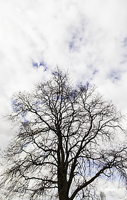 포토 JPG 해외이미지 모양 나무 식물 구름 계절 공원 실루엣 호수 선 백그라운드 잎 겨울 패턴 자연 하늘 아침 산 풍경 사람없음 야외 목재 초록색 여름 빛 햇빛 일출 환경 검은색 일몰 봄 안개 성장 가을 흰색 나뭇가지 소나무 숲 큼 버드나무 장면 내추럴 고립 뿌연 해외202004 해외포토 주간 자연요소 공공시설 컬러 무늬 재료 날씨 촬영기법 태양 노을 크기 생태계 파일형식 이미지허브