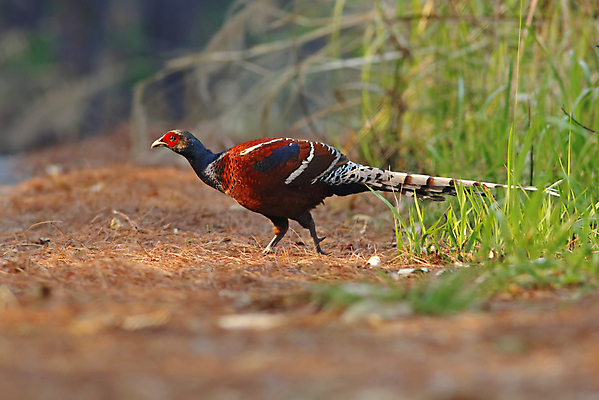 포토 JPG 해외이미지 나무 동물 여자 남자 아시아 얼굴 야생동물 백그라운드 날개 자연 조류 사람없음 야외 목재 가로 초록색 컬러풀 머리 환경 일몰 나뭇가지 막대기 닫기 숲 깃털 꼬리 부리 서식지 꿩 생태학 이국적 해외202004 해외포토 식물 교육 나라 컬러 재료 모션 사람 신체부위 노을 생태계 파일형식 이미지허브