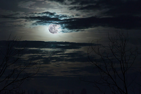 포토 JPG 해외이미지 나무 구름 실루엣 상상 휴가 사람없음 어둠 침묵 새벽 할로윈 달 축하 죽음 소나무 야간 숲 신비 무서움 공상 악몽 해외202004 해외포토 자연요소 식물 감정 컨셉 촬영기법 소리 파일형식 이미지허브