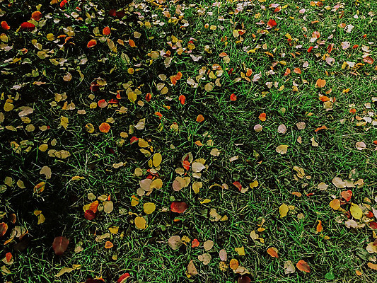 포토 JPG 해외이미지 나무 식물 계절 공원 감정 백그라운드 잎 밭 오렌지 아침 추상 건조 풍경 사람없음 야외 장식 초록색 빛 컬러풀 햇빛 태양 갈색 노란색 카펫 활발 가을 오픈 변화 황금 그늘 11월 묘사 시들음 빛망울 10월 내추럴 강렬 땅바닥 해외202004 해외포토 주간 자연요소 공공시설 컬러 컨셉 무늬 농업 과일 바닥 날짜 파일형식 이미지허브