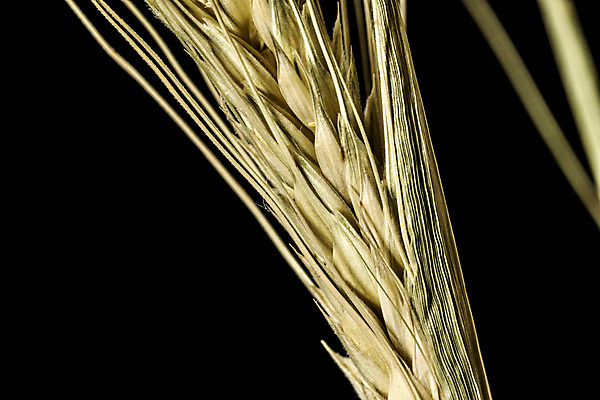 포토 JPG 해외이미지 모양 식물 계절 산업 음식 농업 자연 검은배경 휴식 건조 사람없음 초록색 물 여름 노란색 평화 힘 봄 활발 에너지 수확 성장 시리얼 밀 순수 순환 귀 밀가루 성분 자원 고립 숙성 영양분 작살 탄수화물 완전 해외202004 해외포토 자연요소 컬러 백그라운드 컨셉 모션 곡류 신체부위 검은색 가루 생태계 파일형식 이미지허브