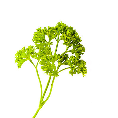 포토 JPG 해외이미지 식물 화초 음식 백그라운드 잎 다이어트 채소 재료 자연 파슬리 건강 요리 사람없음 초록색 약 흰색 나뭇가지 신선 고명 양념 맛 상추 먹기 허브 오브젝트 상쾌 유기농 원예 향 내추럴 고립 오레가노 채식주의자 해외202004 해외포토 나무 웰빙 감정 컬러 컨셉 의학 모션 취미 생태계 채식 파일형식 이미지허브