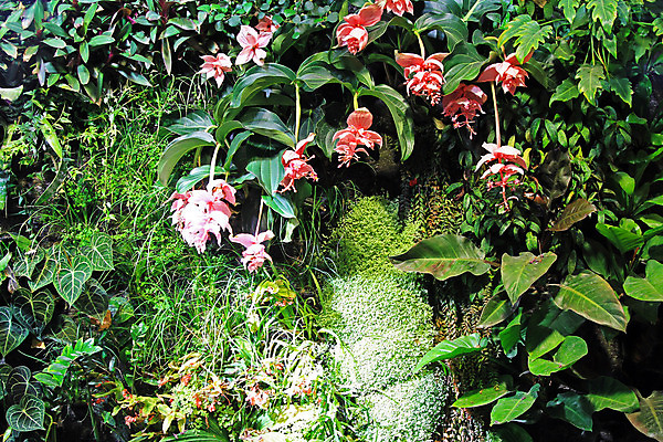 포토 JPG 해외이미지 식물 꽃 사람없음 초록색 정원 난초 숲 세련 해외202004 해외포토 컬러 파일형식 이미지허브