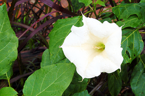 포토 JPG 해외이미지 주간 꽃 자연 사람없음 야외 흰색 독말풀 해외202004 해외포토 자연요소 식물 컬러 생태계 파일형식 이미지허브