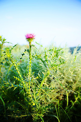 포토 JPG 해외이미지 식물 구름 계절 밭 자연 하늘 날씨 그림자 풍경 잔디 사람없음 초록색 여름 파란색 햇빛 태양 계곡 검은색 어둠 황혼 일몰 시골 땅 폭풍 넘어짐 땅바닥 웅장함 수평선 해외202004 해외포토 자연요소 컬러 농업 모션 바닥 노을 생태계 파일형식 이미지허브