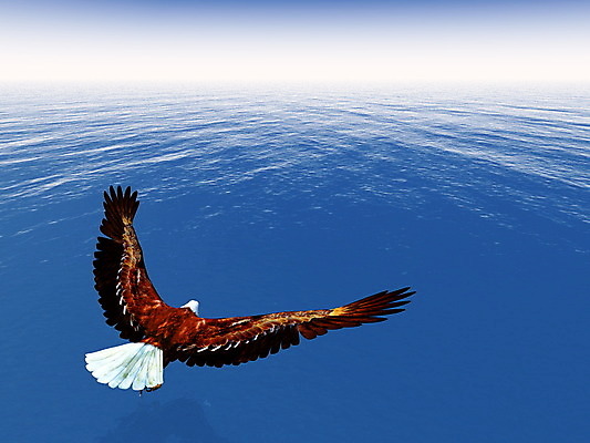 포토 JPG 해외이미지 동물 야생동물 바다 날개 일러스트 자연 조류 하늘 사람없음 야외 그래픽 물 파란색 갈색 3D 디지털 자유 흰색 먹이 깃털 만들기 독수리 육식동물 대머리 동물상 무료 수평선 해외202004 해외포토 자연요소 헤어스타일 컬러 컨셉 모션 조형물 디지털합성 생태계 파일형식 이미지허브