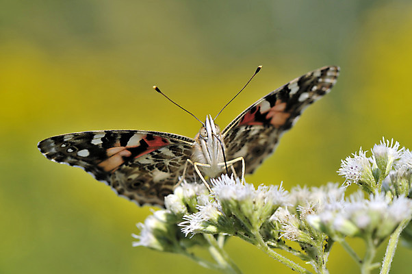 포토 JPG 해외이미지 식물 동물 꽃 야생동물 나비 곤충 백그라운드 꽃무늬 밭 날개 오렌지 자연 안테나 서기 사람없음 야외 가로 초록색 여름 컬러풀 노란색 정원 보라색 검은색 봄 활발 벚꽃 흰색 그리기 큼 멀티 해외202004 해외포토 계절 컬러 컨셉 무늬 농업 과일 통신 모션 크기 생태계 파일형식 이미지허브