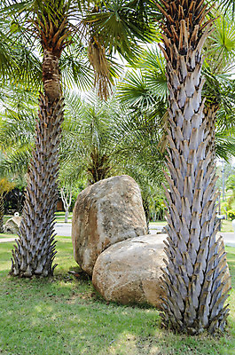 포토 JPG 해외이미지 나무 식물 디자인 공원 잎 자연 손바닥 잔디 사람없음 야외 장식 초록색 환경 정원 내추럴 해외202004 해외포토 손 공공시설 컬러 생태계 파일형식 이미지허브