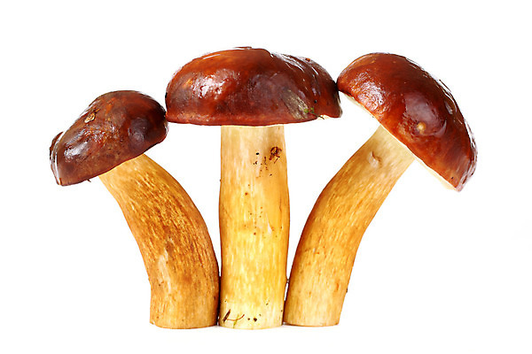 포토 JPG 해외이미지 계절 음식 줄기 채소 재료 자연 건강 3 사람없음 농작물 갈색 버섯 수확 가을 그룹 숲 자르기 유기농 날것 그물버섯 숙성 식용 캡모자 해외202004 해외포토 식물 모자_잡화 웰빙 컬러 농업 모션 생태계 파일형식 이미지허브