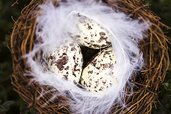 포토 JPG 해외이미지 전통 계절 종교 음식 휴가 부활절 기념 안테나 사람없음 목재 장식 초록색 컬러풀 갈색 계란 축제 봄 시골 축하 토끼 인사 신선 최고 변화 둥지 깃털 머리위 녹색배경 해외202004 해외포토 나무 기념일 컬러 백그라운드 컨셉 재료 통신 포유류 반려동물 알 예절 파일형식 이미지허브